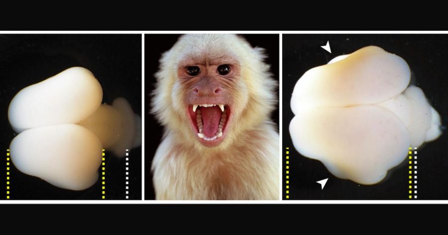 လူ့ Gene အစိတ်အပိုင်းကို မျောက်သားလောင်းထဲ ထည့်သွင်းပြီး မျောက်တွေရဲ့ ဦးဏှောက် အပြင်လွှာ ကြီးထွားအောင် သုတေသန စမ်းသပ် အောင်မြင် ခဲ့ပါတယ်