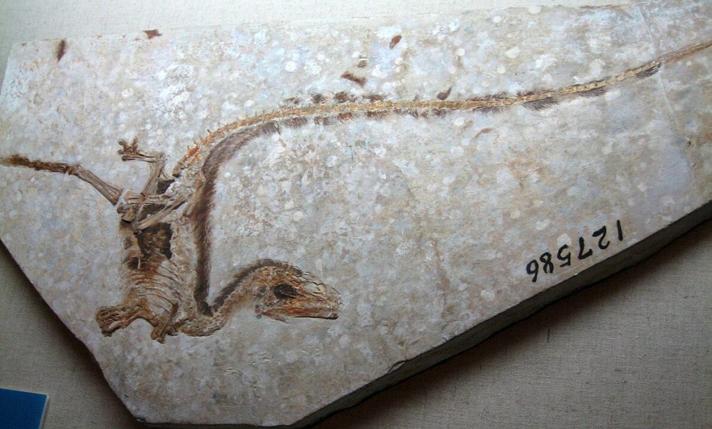 Sinosauropteryx dinosaur-fossil