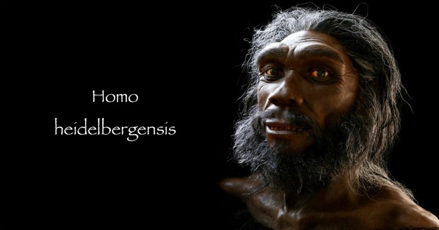 homo-heidelbergensis